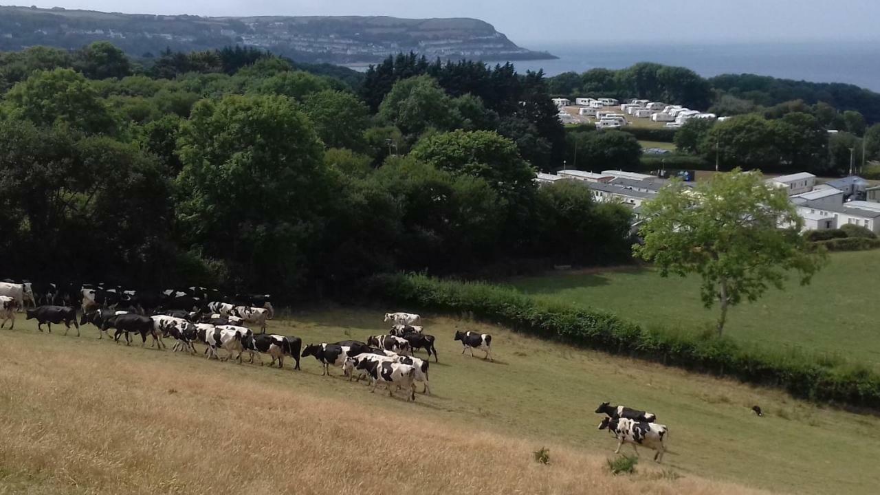 Maes Y Mor Lägenhet Llanarth  Exteriör bild