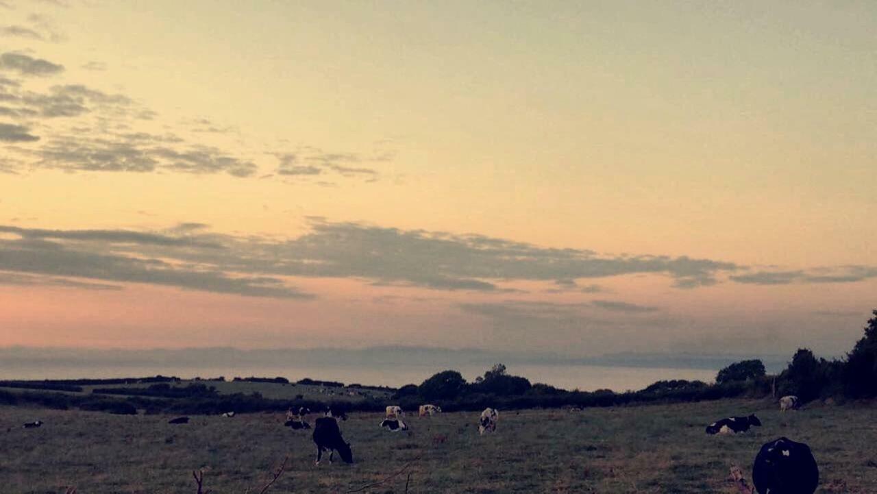 Maes Y Mor Lägenhet Llanarth  Exteriör bild